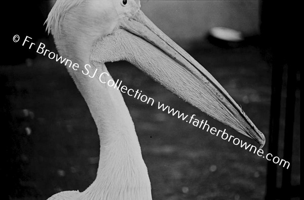 DUBLIN ZOO PELICAN